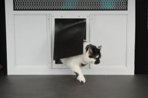 cat exiting door